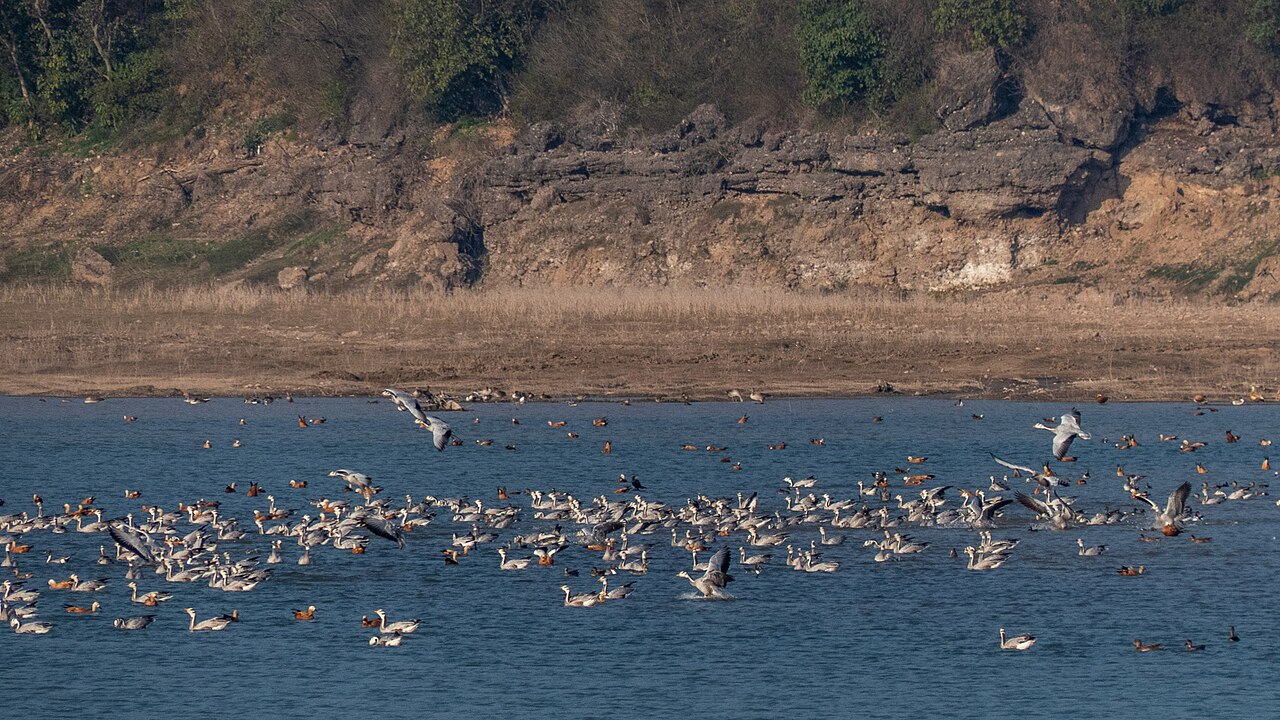 Pong Dam Lake