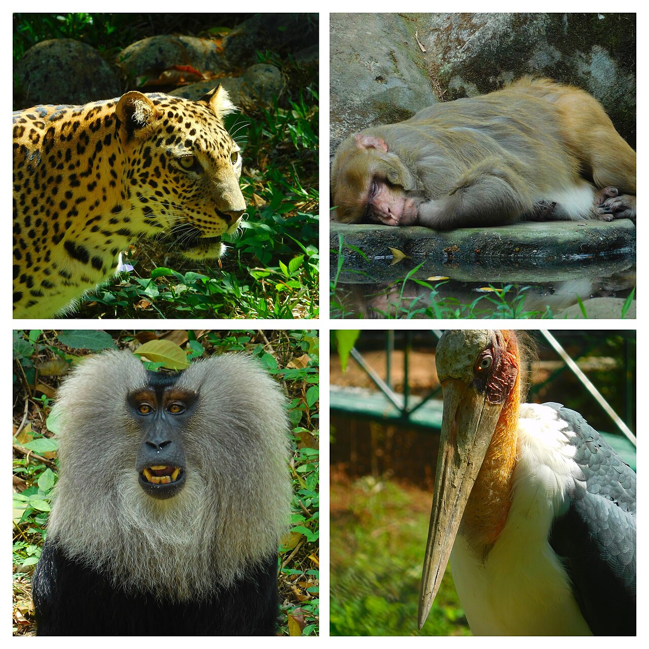 Cultural & Coastal Charm of Thiruvananthapuram, photo 4