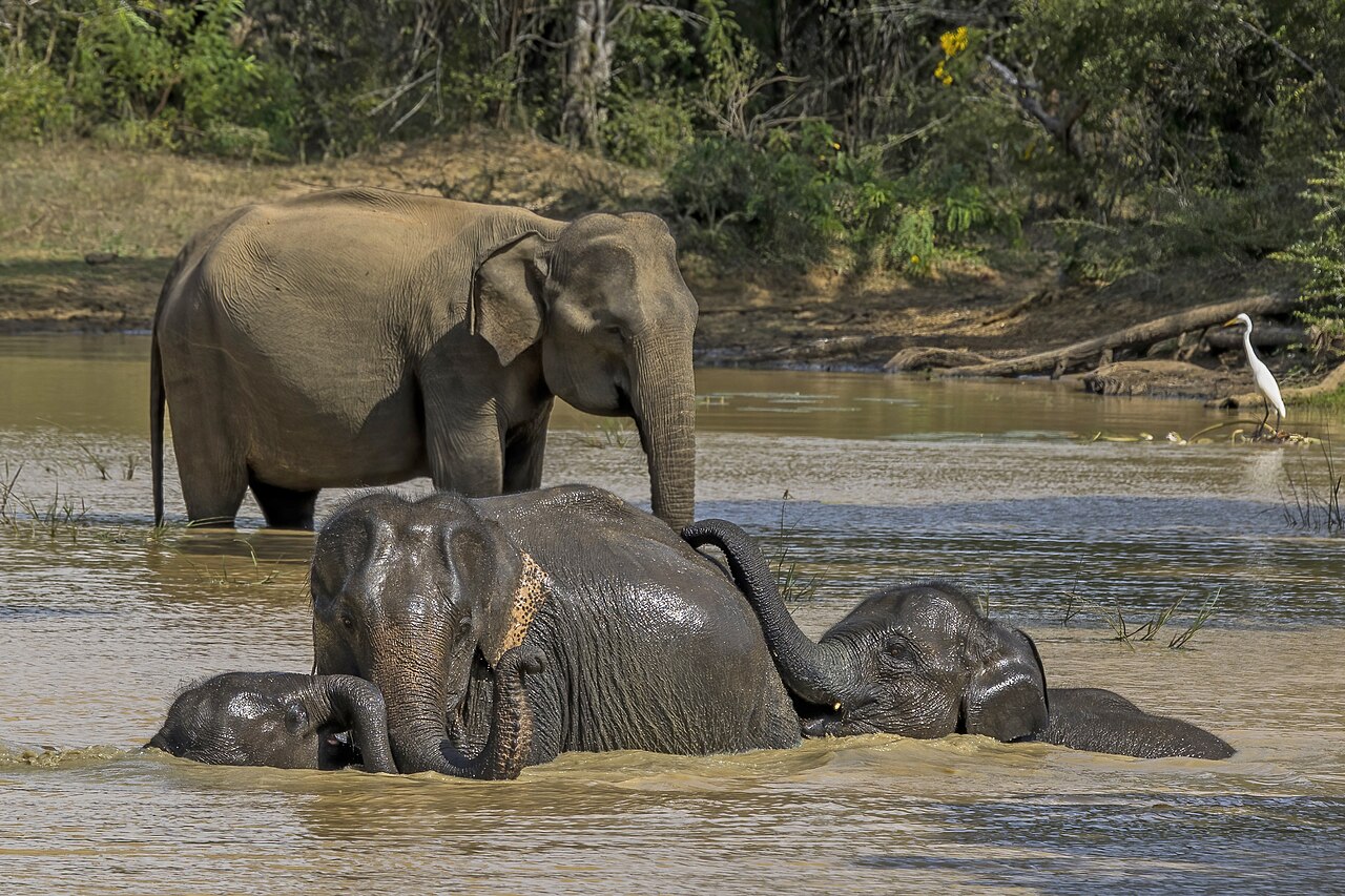 Scenic Sri Lanka: A Relaxed Friends' Retreat, photo 3